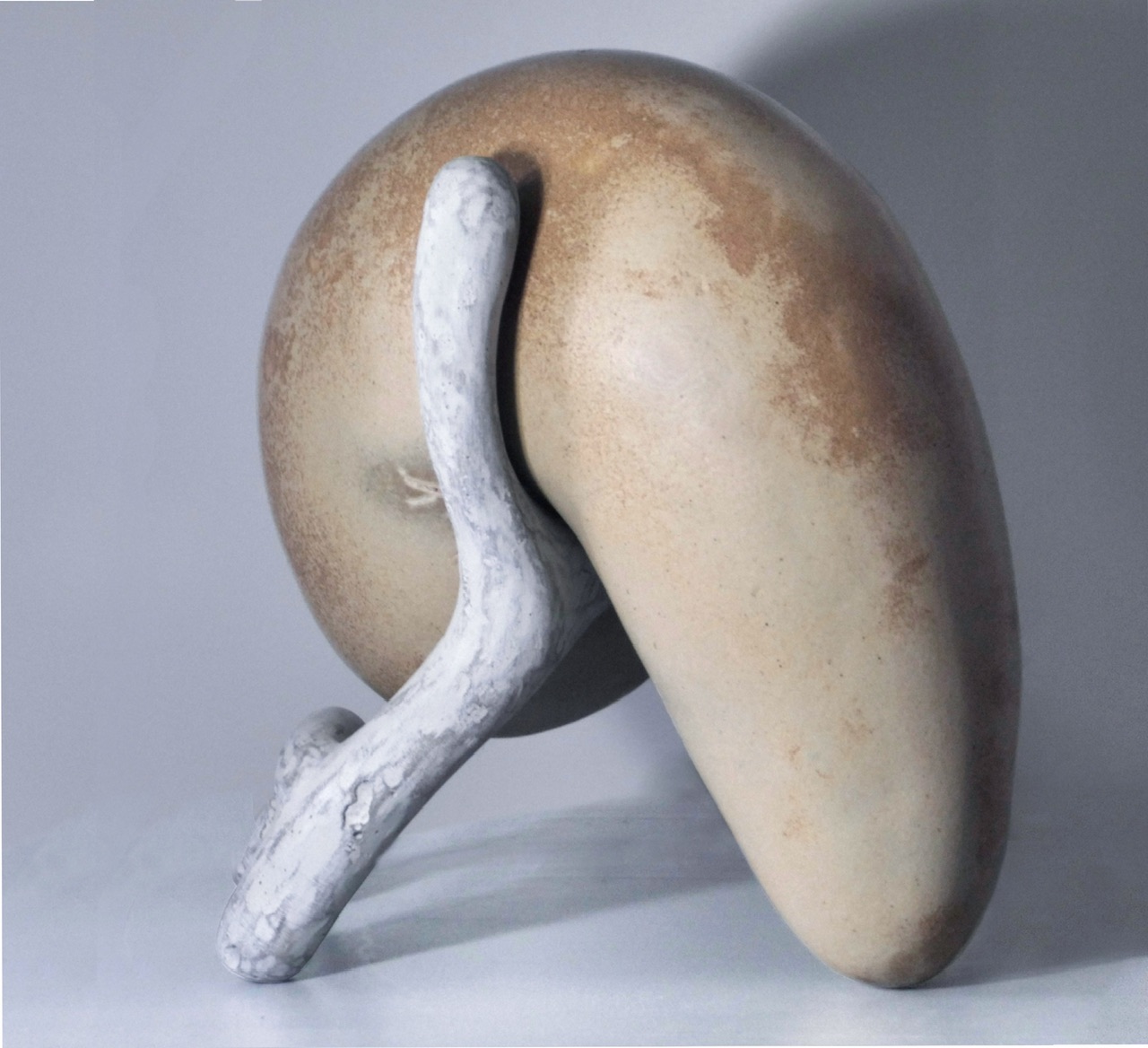 Anatomy Symbiosis